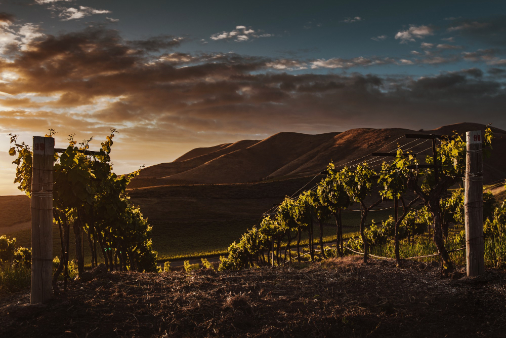 Le vie del vino delle Marche