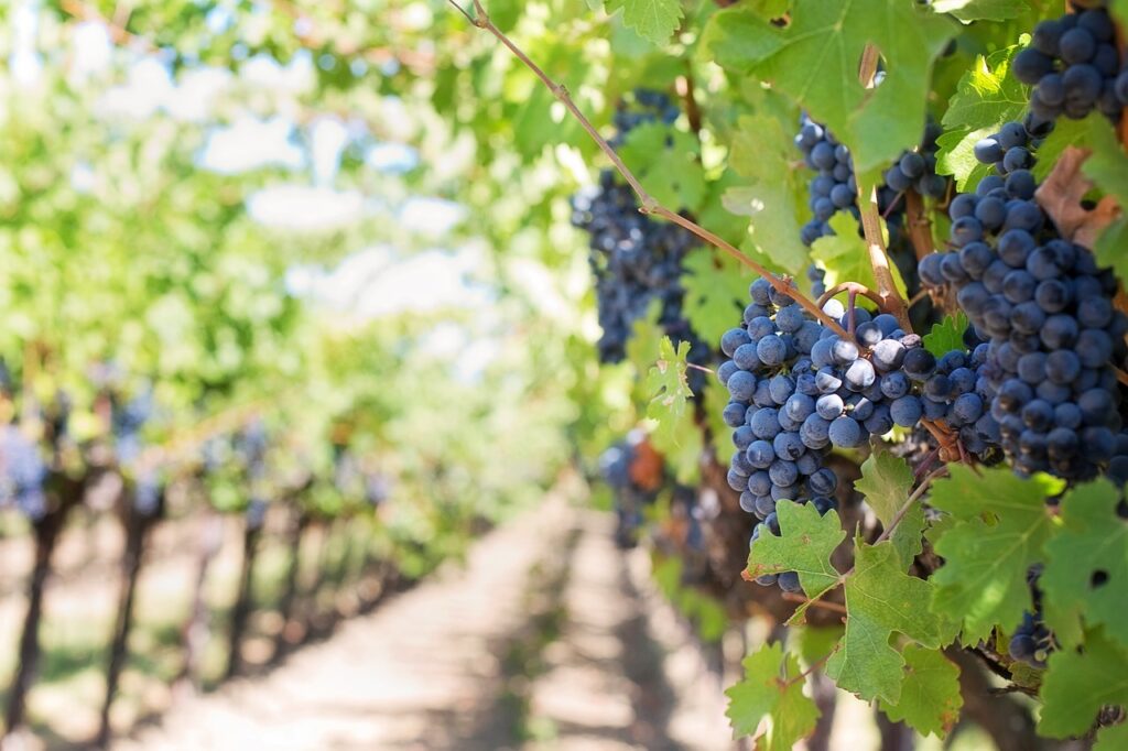 Cantine Aperte Marche 2024